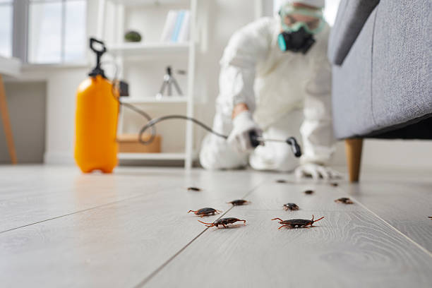 Commercial Rodent Management in Mill Neck